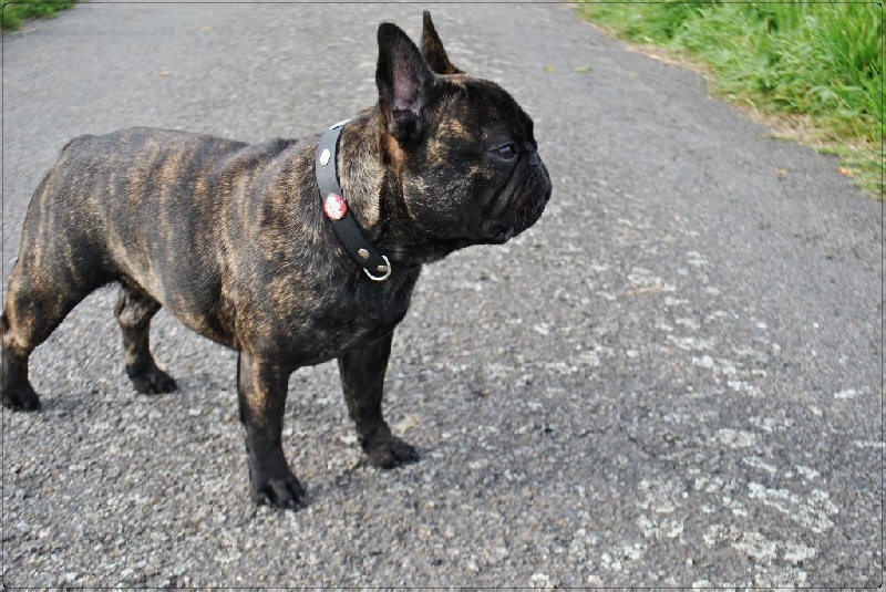 Icône d'une génération Du Domaine Des Boule Rott