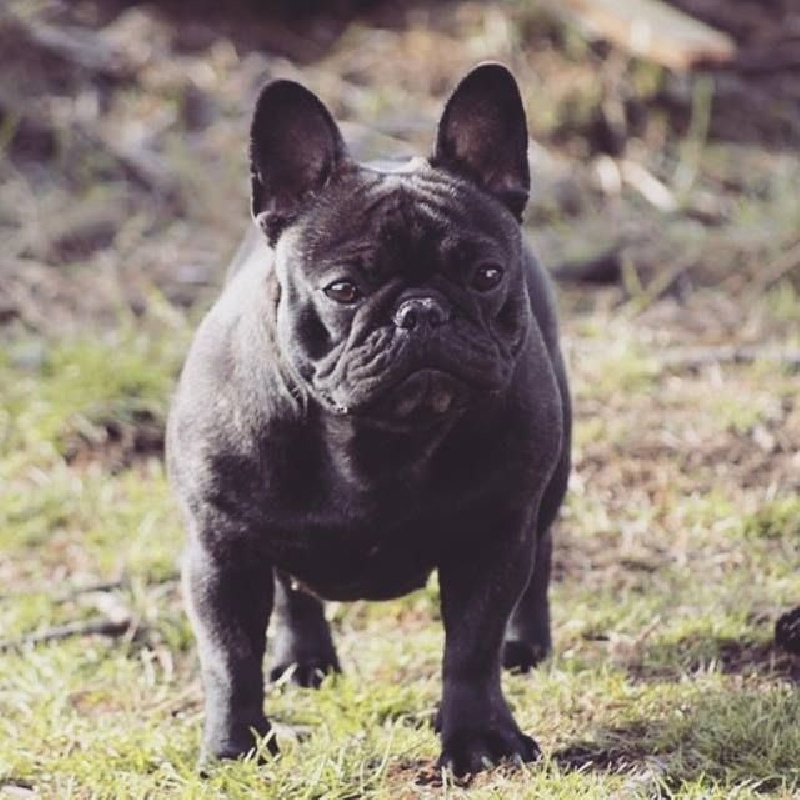 Impressive Bull Look on me